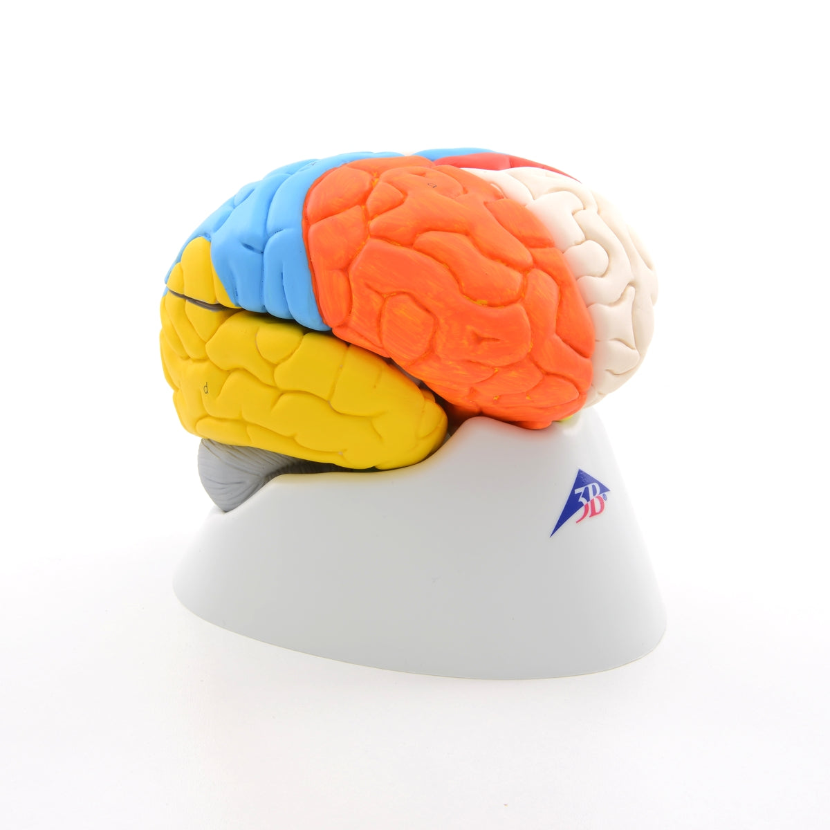 Hjärnmodell med de viktigaste områdena i pedagogiska färger. Kan delas upp i 8 delar