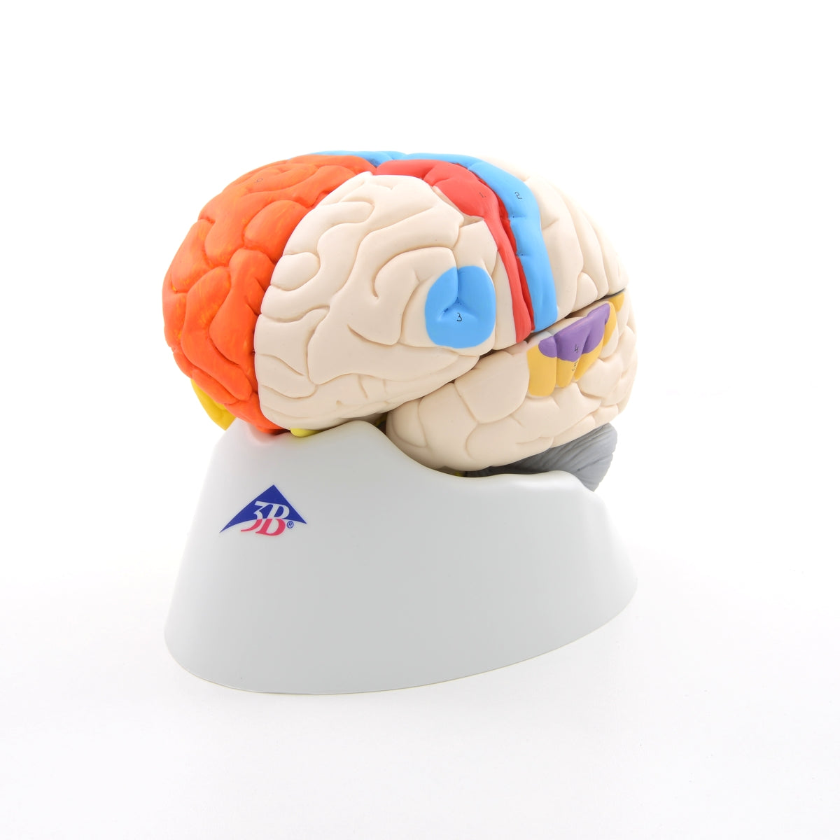 Brain model with the most important areas in educational colors. Can be separated into 8 parts
