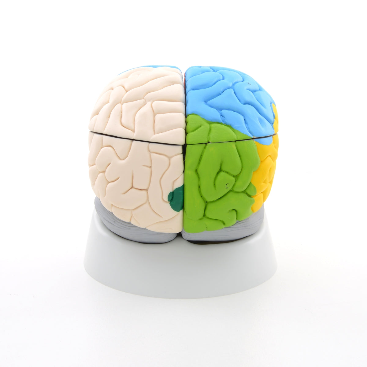 Hjärnmodell med de viktigaste områdena i pedagogiska färger. Kan delas upp i 8 delar