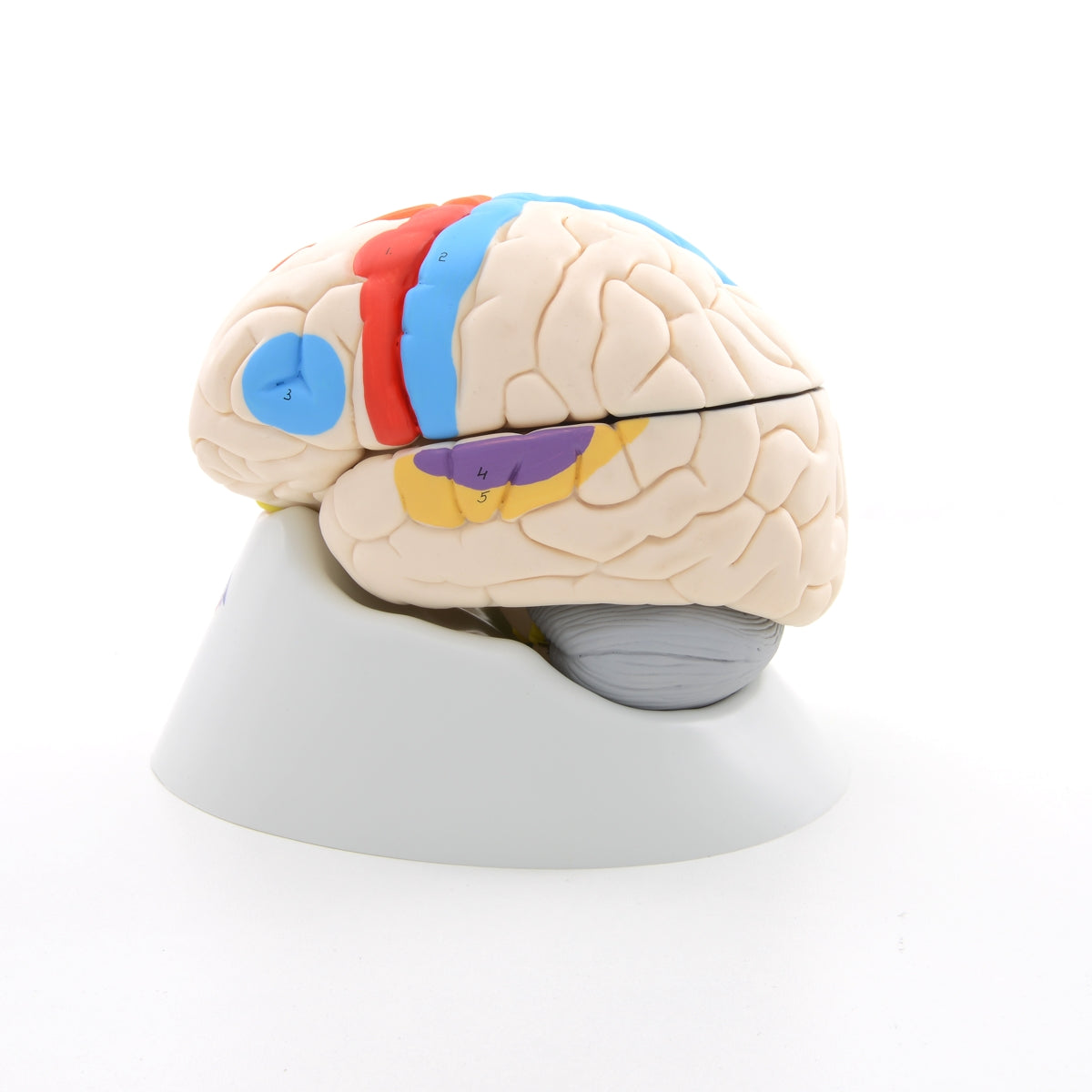 Hjernemodel med de vigtigste områder i pædagogiske farver. Kan adskilles i 8 dele