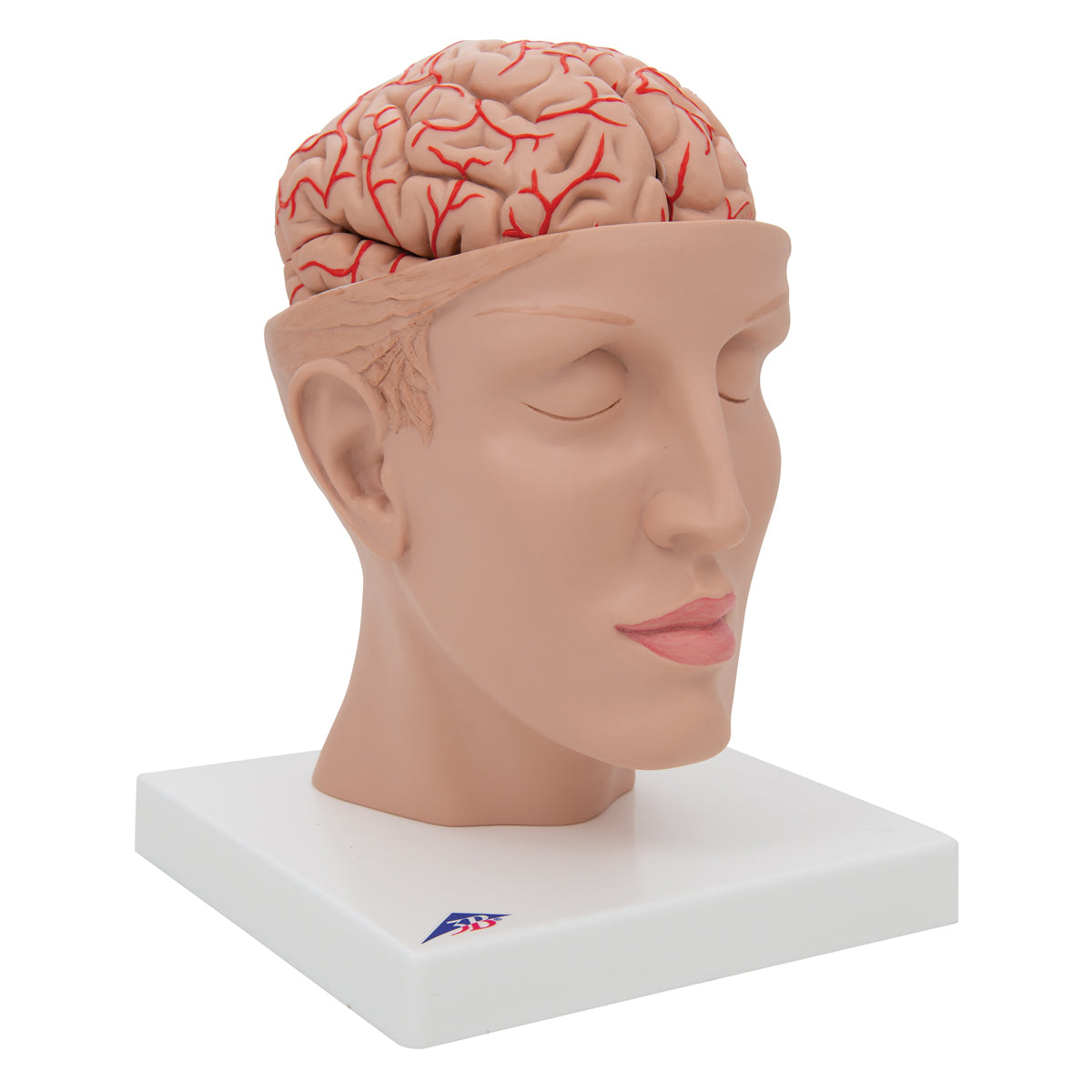 Hjärnmodell som visar artärer, vener och den inre skallbasen. Hjärnan kan tas ut och delas i 8