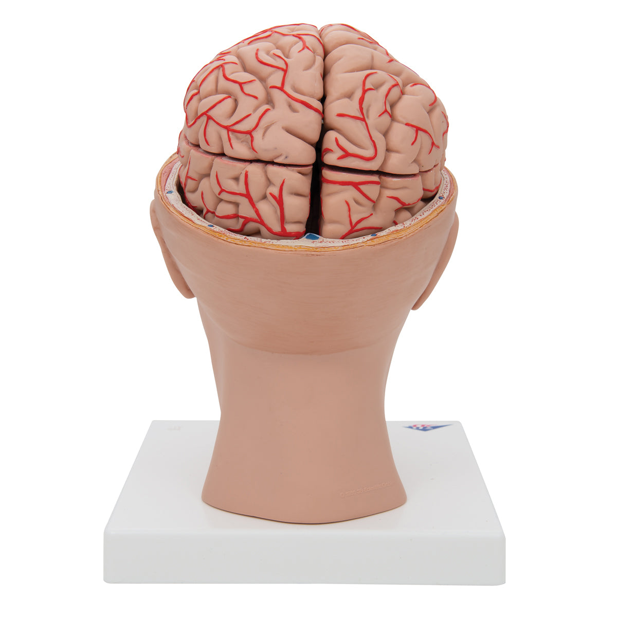 Hjernemodel der viser arterier, vener og den indre kraniebund. Hjernen kan tages ud og deles i 8
