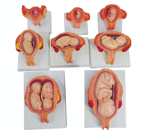 8 fetuses in the womb from the 4th week of pregnancy to the 6th month of pregnancy. Clinically important details are seen