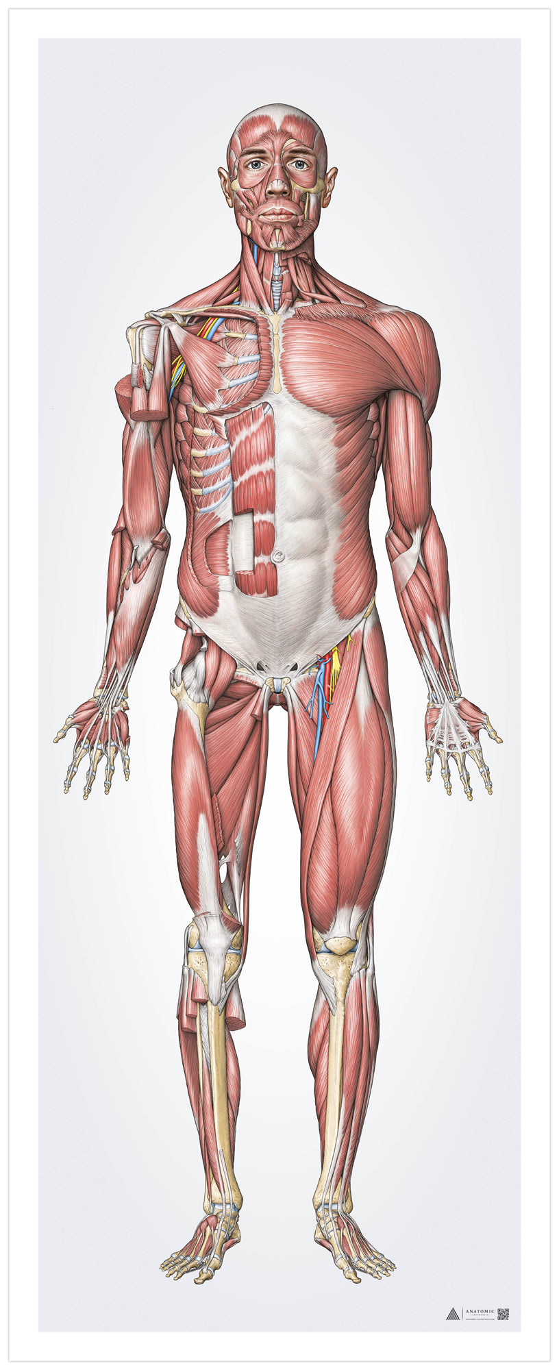 Muskelsystemet i stort format sett framifrån