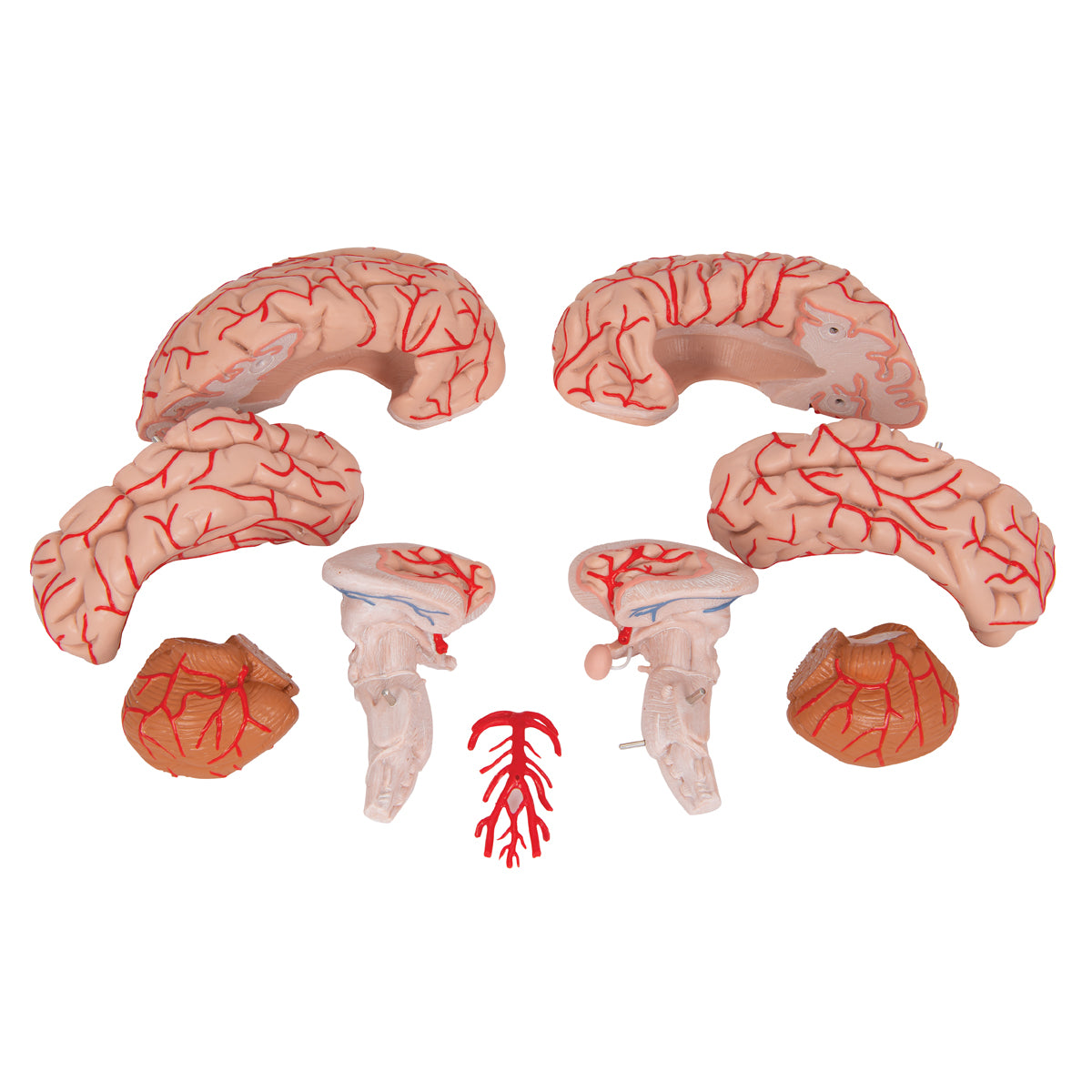 Brain model that also shows arteries. Can be separated into 9 parts