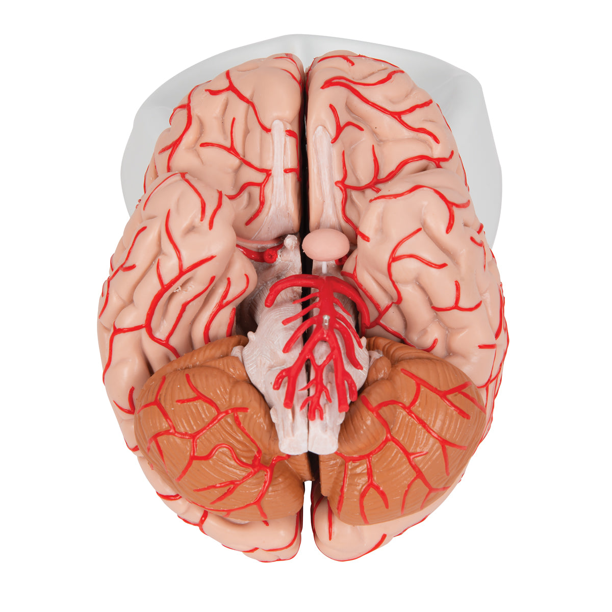 Brain model that also shows arteries. Can be separated into 9 parts