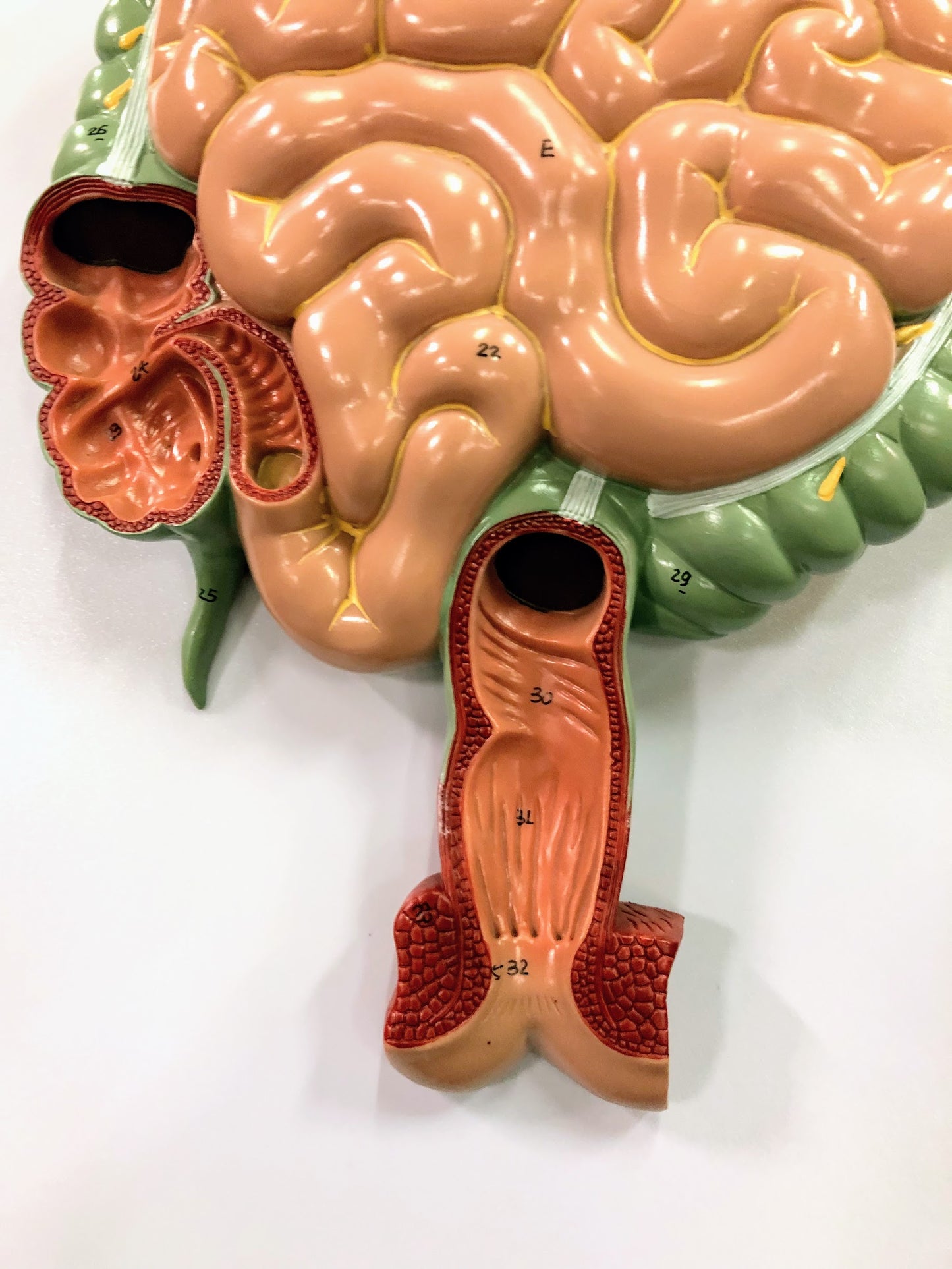 Model of the entire digestive system at 91 cm in height