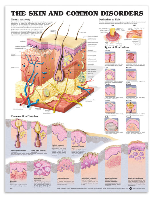 plakat om huden og almindelige hudlidelser på engelsk