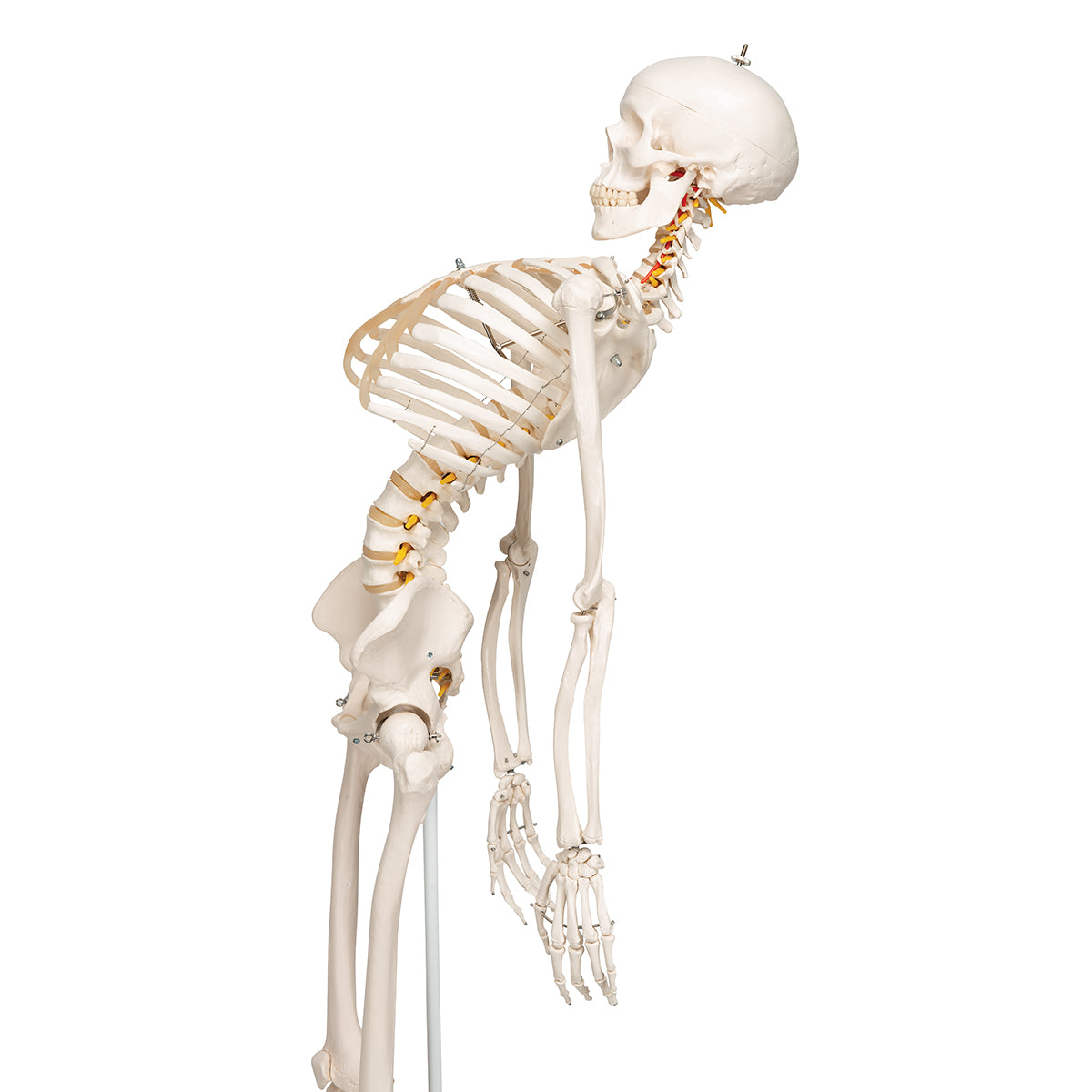 Skelettmodell med rörlig ryggrad och ryggradsnerver