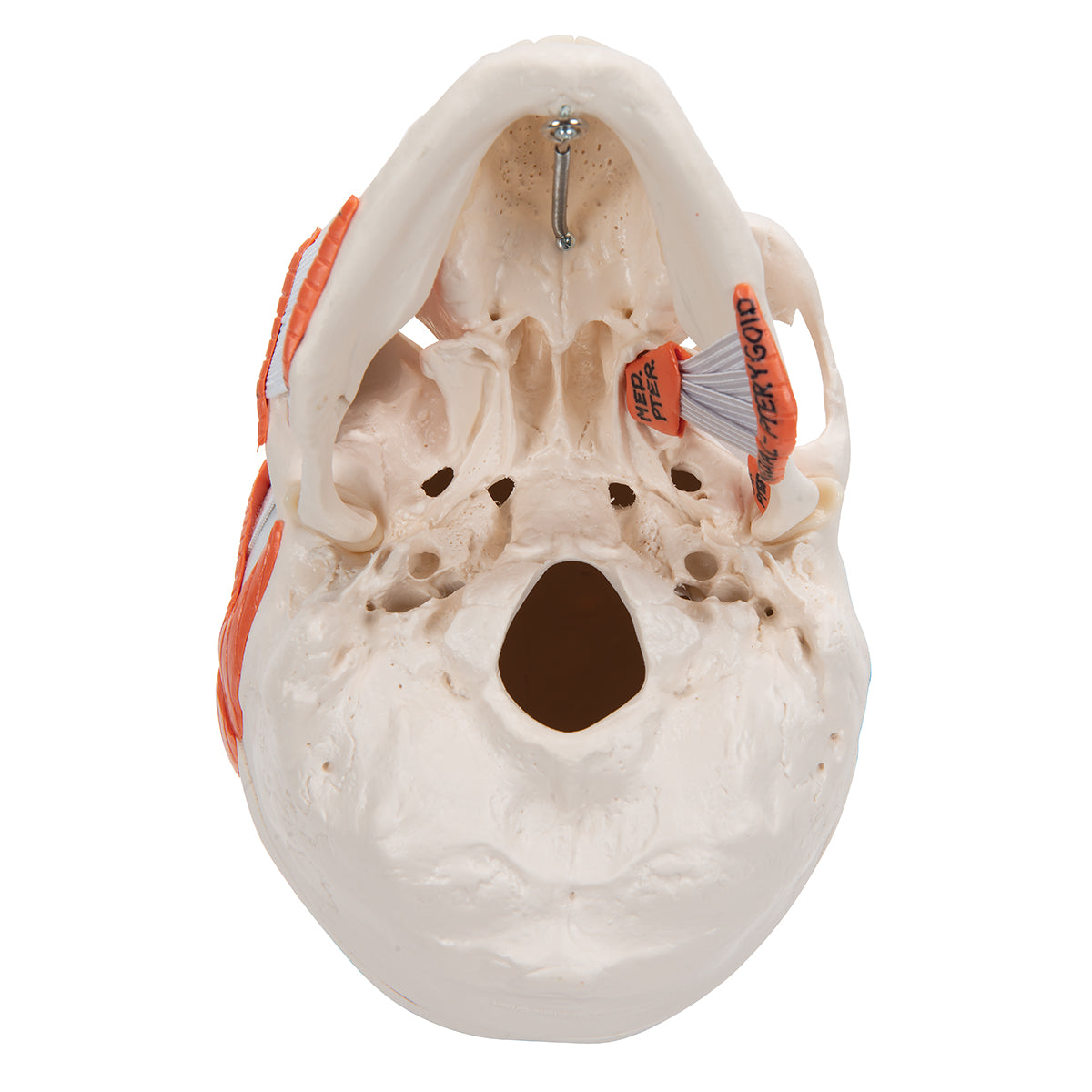 Skallemodell för demonstration av tuggmuskelfunktion 