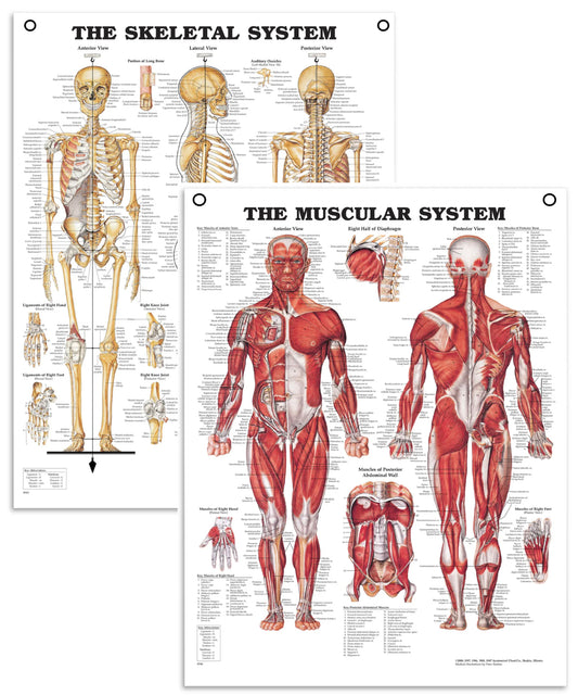 Package with skeleton and muscles in hard plastic