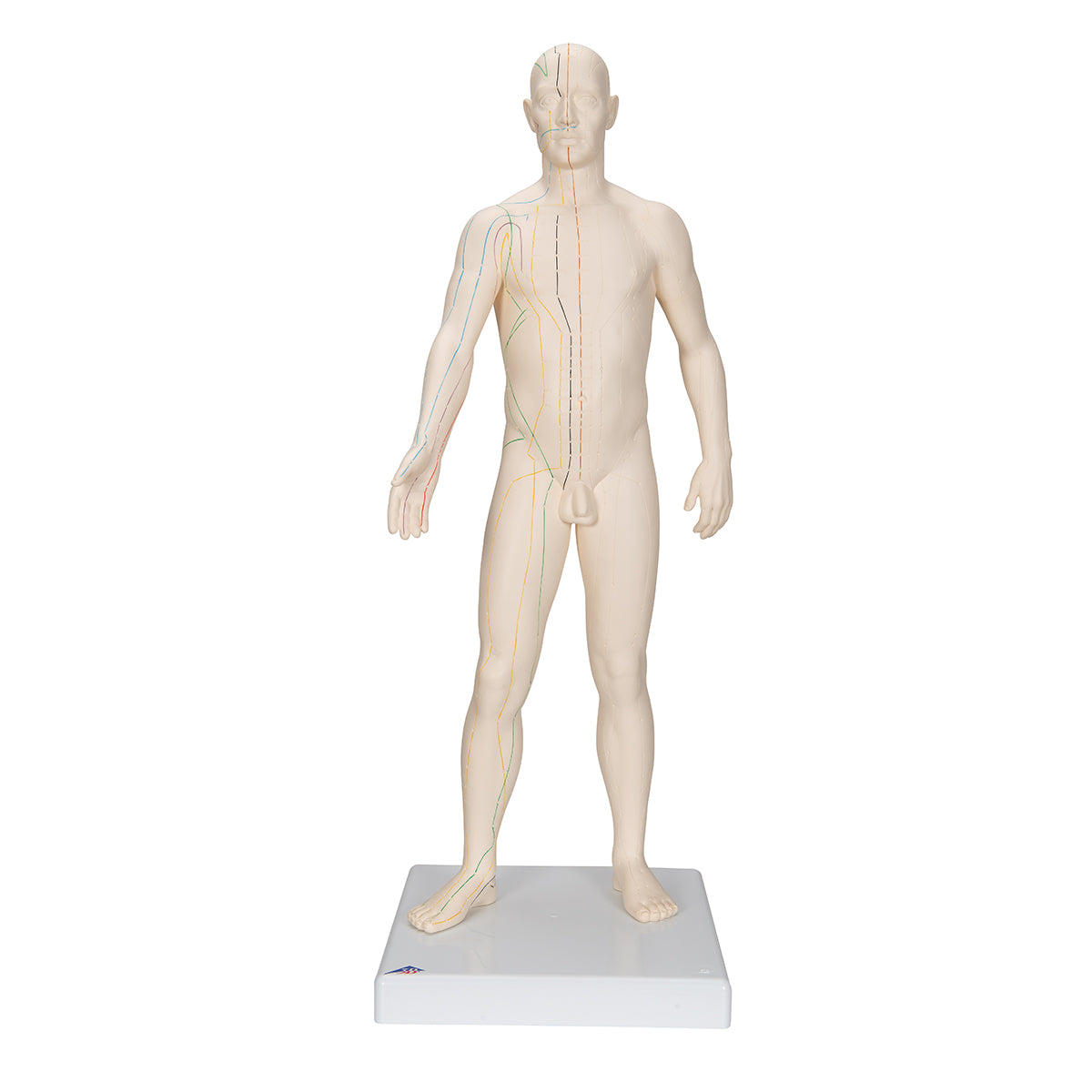 Acupuncture model of the man of 70 centimeters for professional use