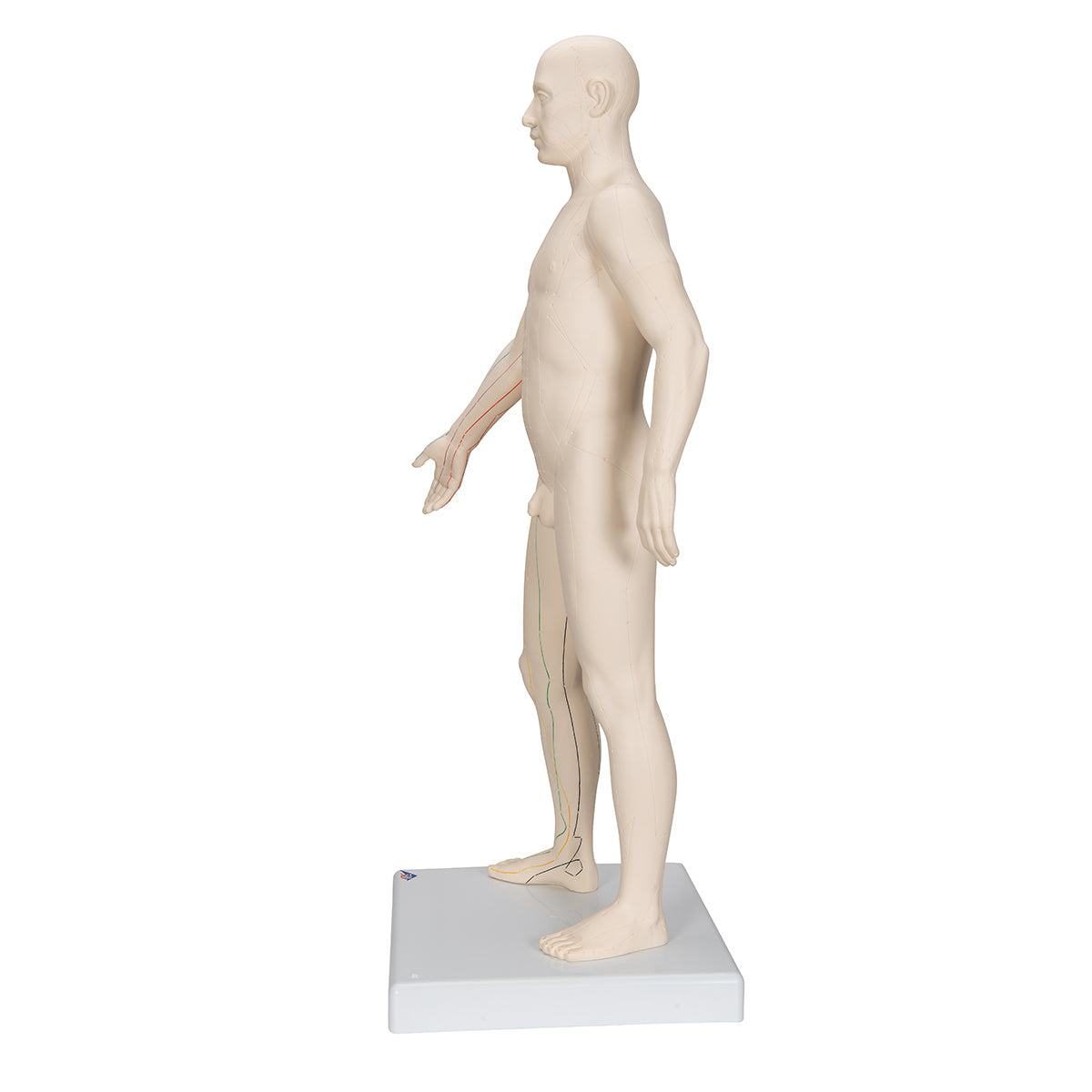 Acupuncture model of the man of 70 centimeters for professional use