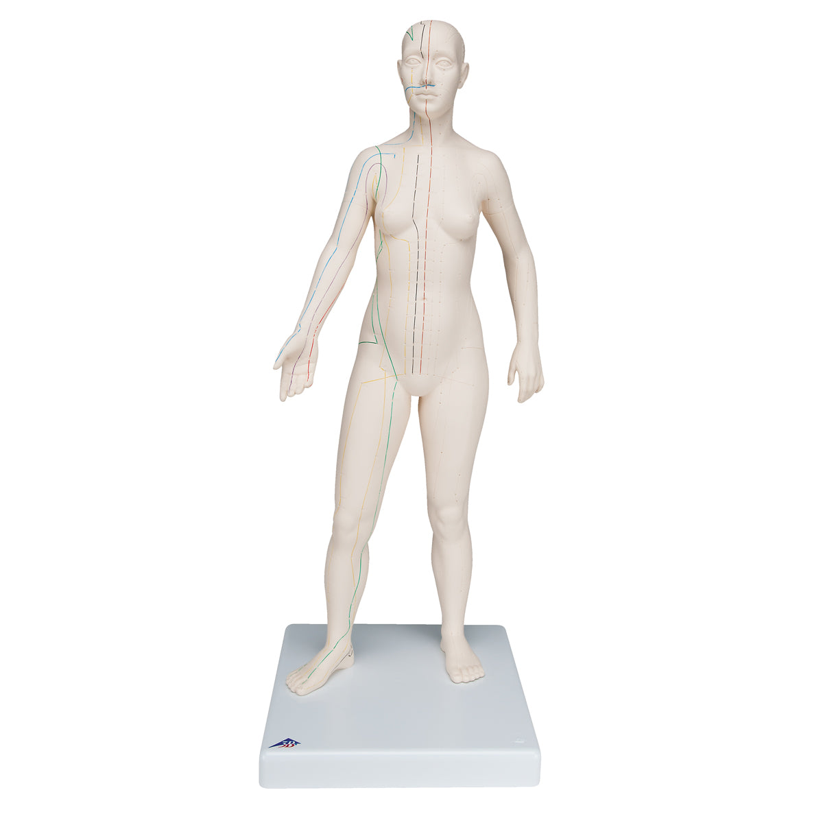 Female acupuncture model 70 centimeters for professional use