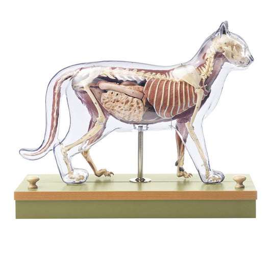 Anatomisk model af en kat med muskulatur i 9 dele