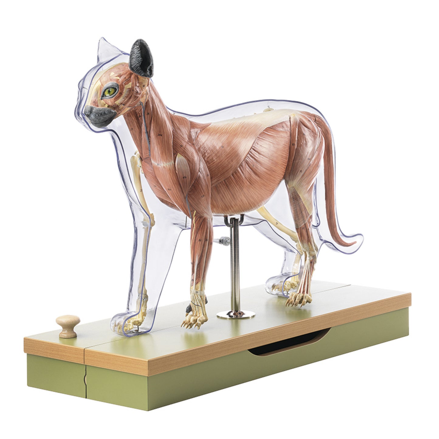 Anatomical model of a cat with musculature in 9 parts