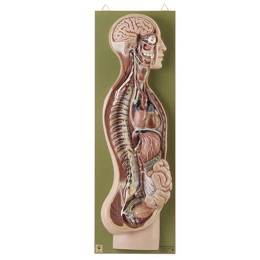 Anatomical model of the sympathetic nervous system