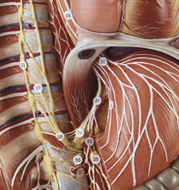 Anatomisk model af det sympatiske nervesystem