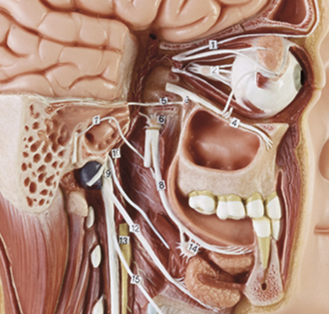 Anatomisk model af det sympatiske nervesystem