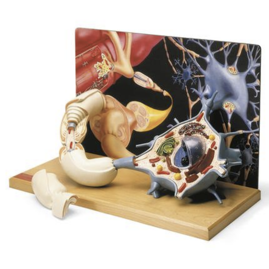 Anatomisk model af en motorneuron