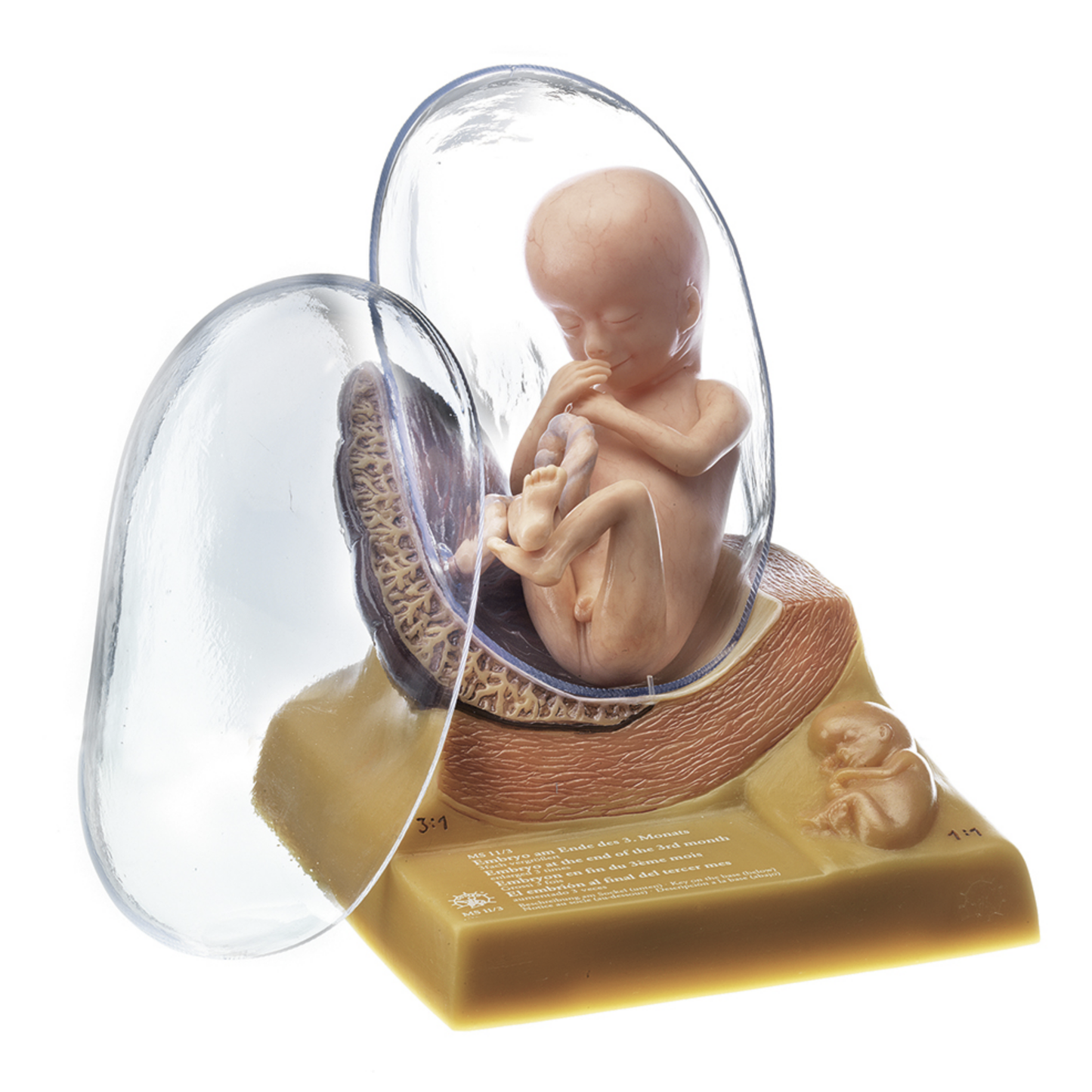 Anatomisk model af fosteret i 3. måned af graviditeten