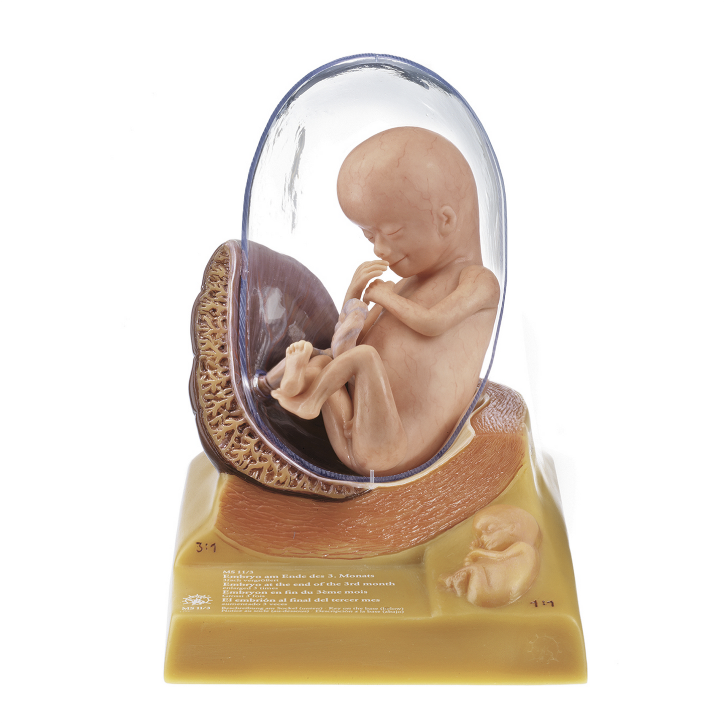 Anatomisk model af fosteret i 3. måned af graviditeten