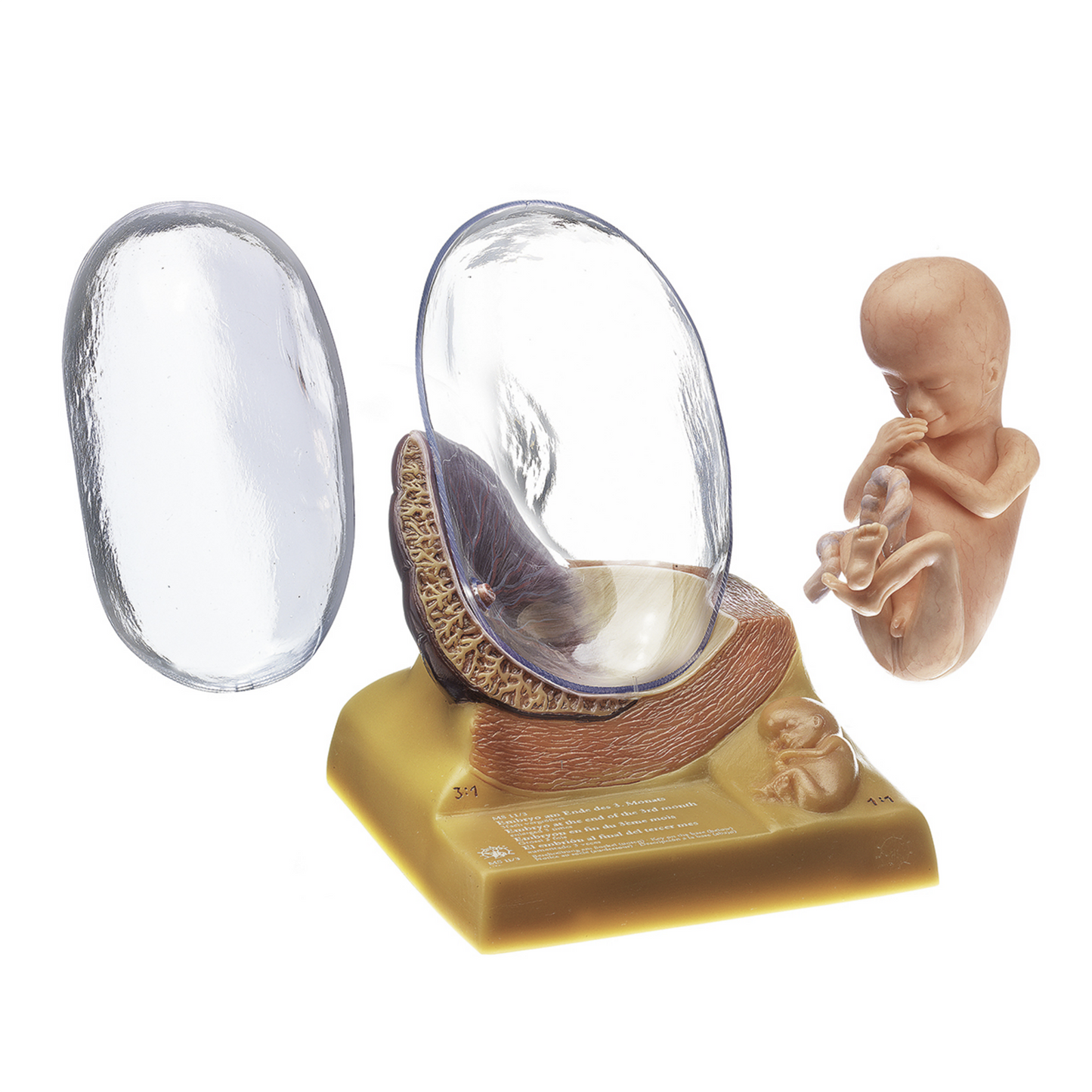 Anatomisk modell av fostret i den tredje månaden av graviditeten