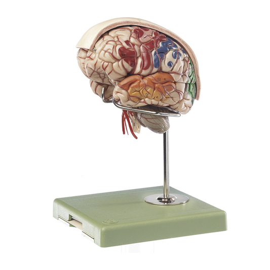 Avancerad hjärnmodell med artärer, färgmarkeringar, hjärnhinnor mm.