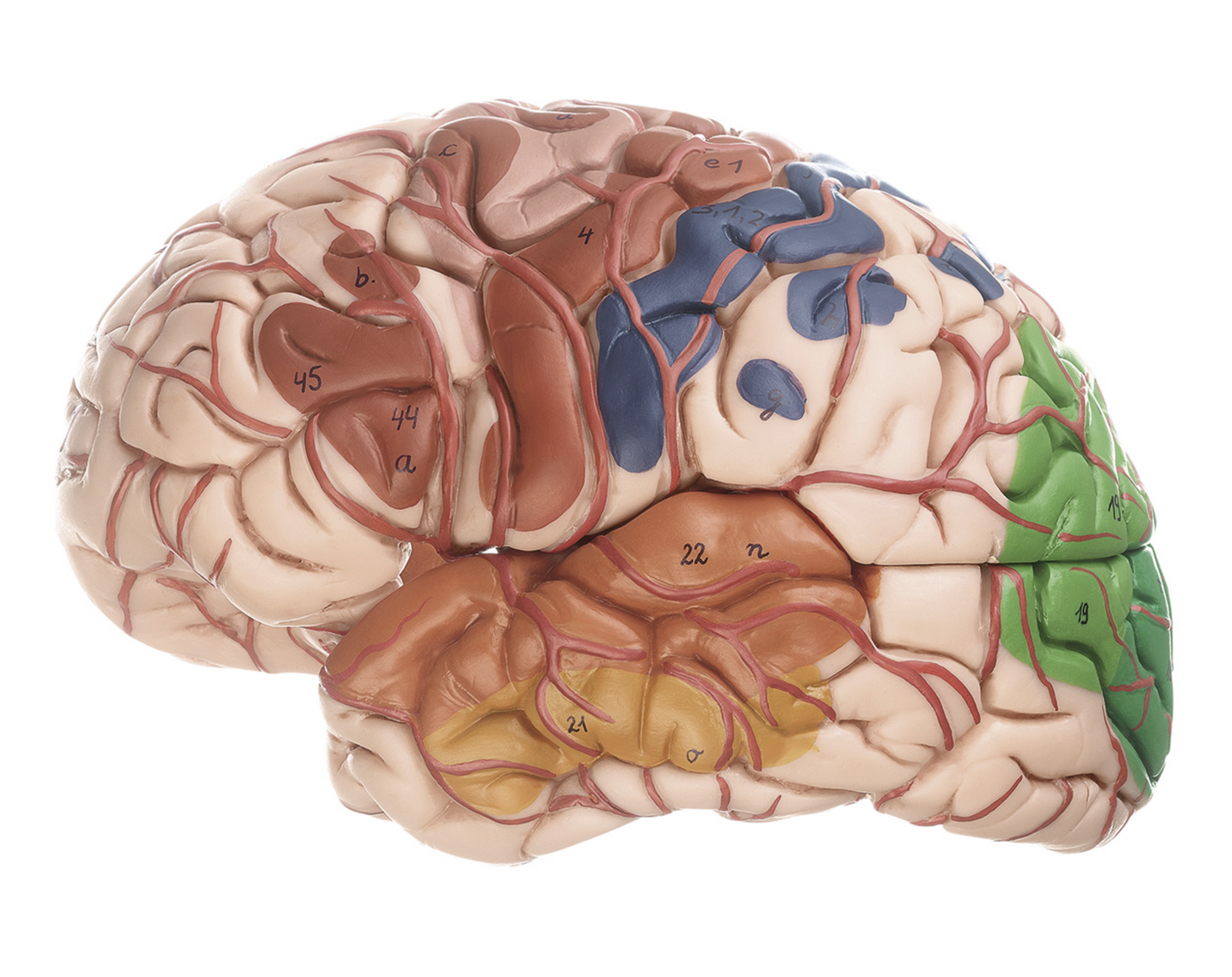 Avanceret hjernemodel med arterier, farvemarkeringer, hjernehinder mm.