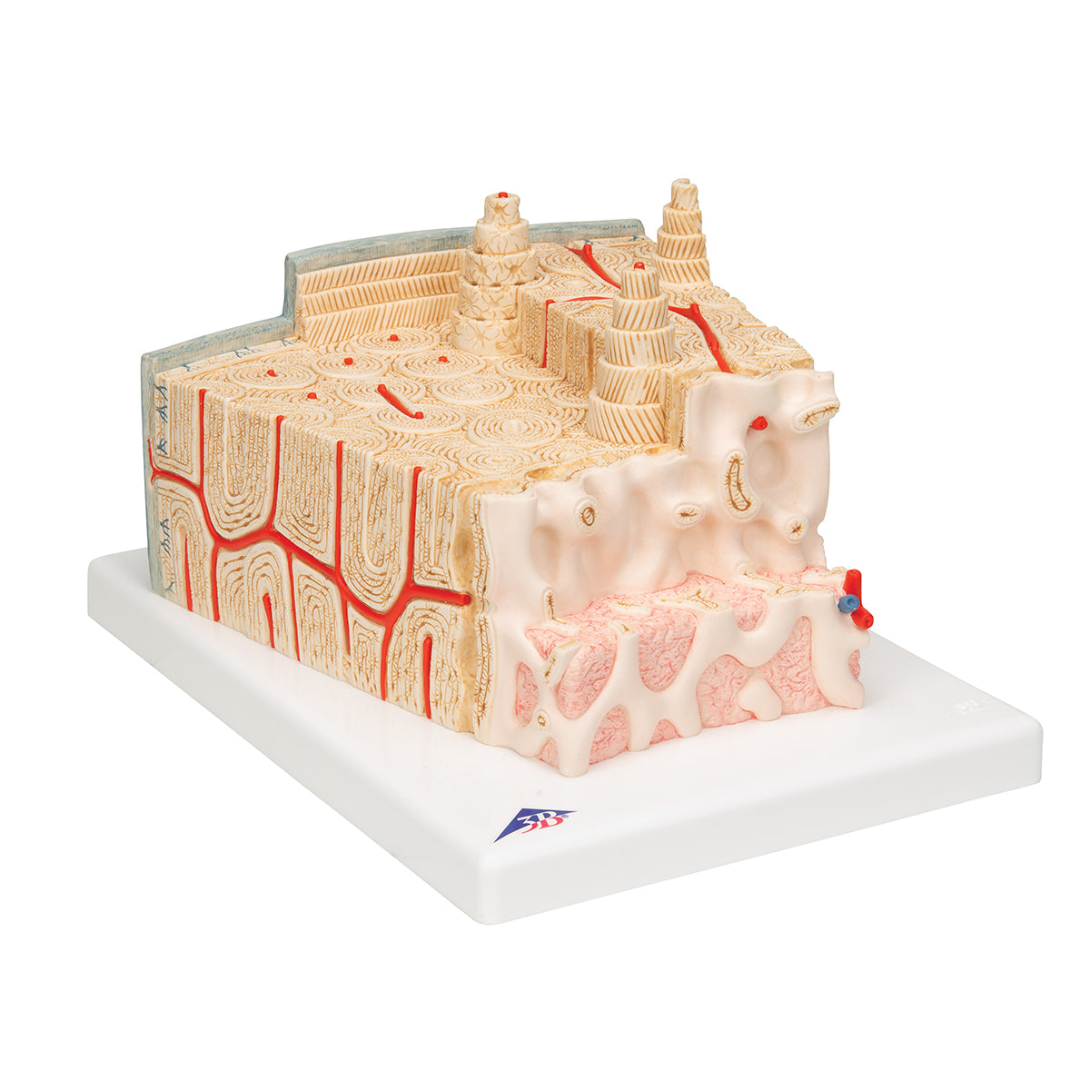 Detailed model of bone tissue incl. blood vessels in a microscopic perspective