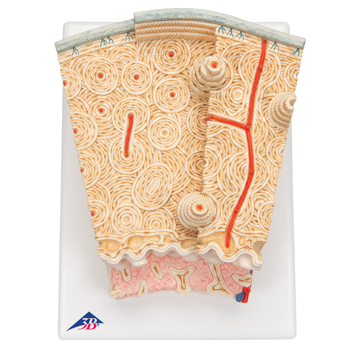 Detailed model of bone tissue incl. blood vessels in a microscopic perspective