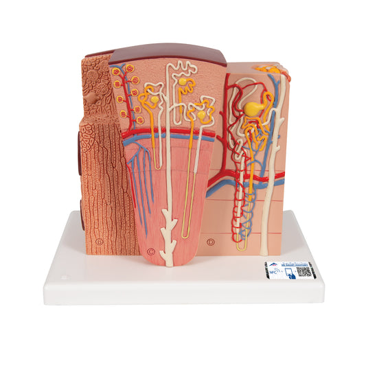 Detailed model of the different tissues and cells of the kidney in a microscopic perspective