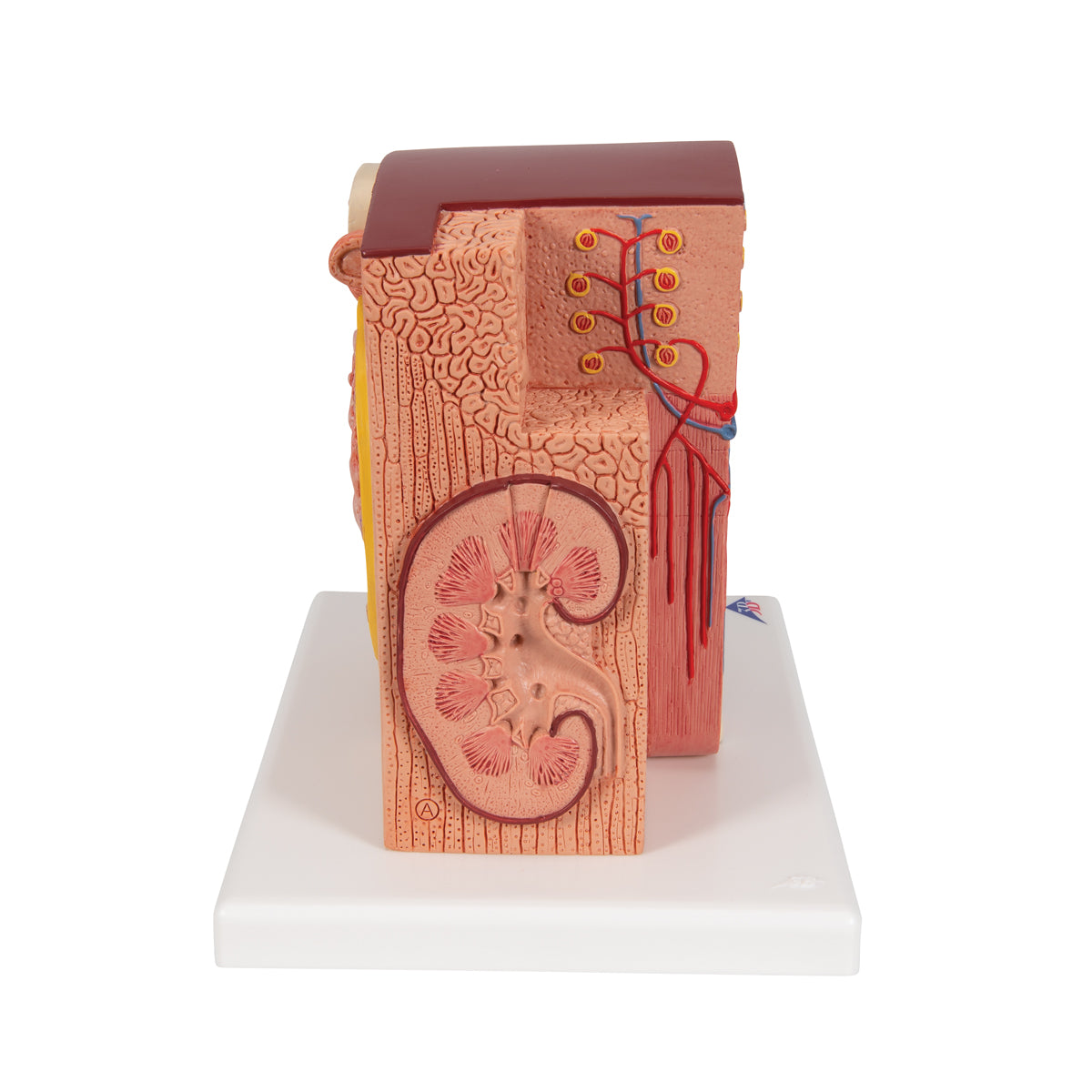 Detailed model of the different tissues and cells of the kidney in a microscopic perspective