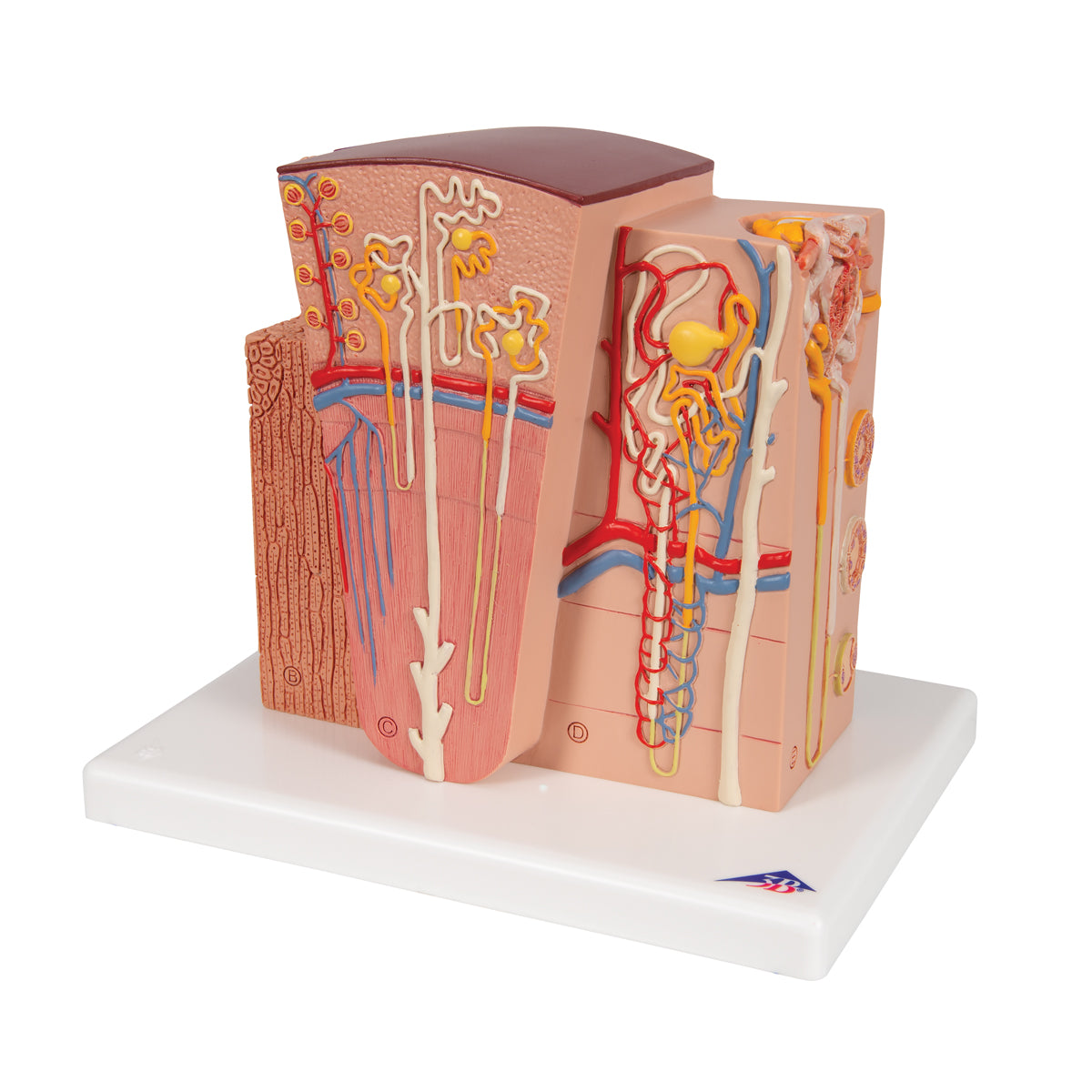 Detaljerad modell av njurens olika vävnader och celler i ett mikroskopiskt perspektiv
