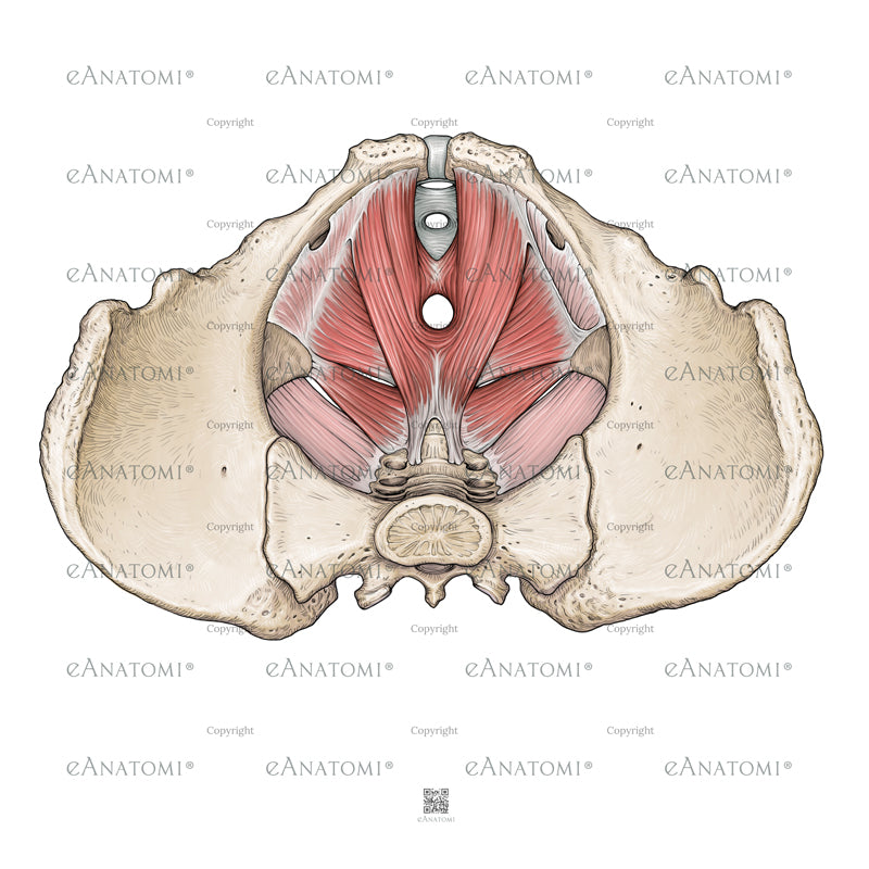 Digital illustration - Diaphragma Pelvis I