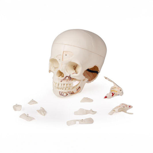 Advanced skull model of a 3-year-old child divisible into 14 parts
