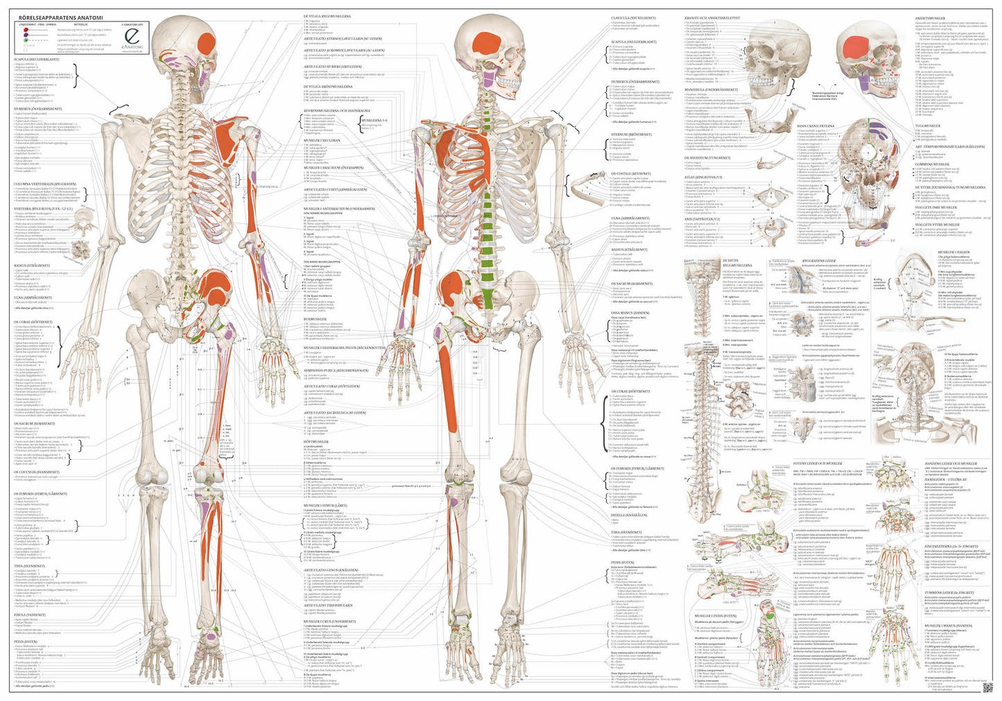 Anatomi plakat - Bevægeapparatets anatomi EA1