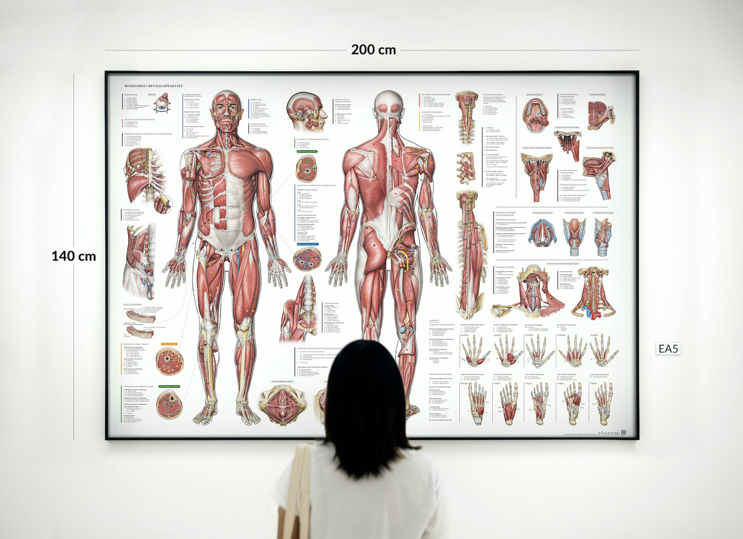 Anatomy poster - The muscular system EA5