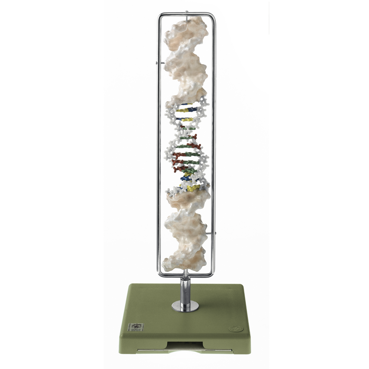 Exclusive and complete model of DNA presented on a rotating stand
