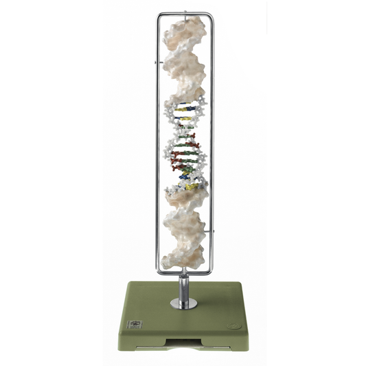 Exklusiv och komplett modell av DNA presenterad på ett roterande stativ