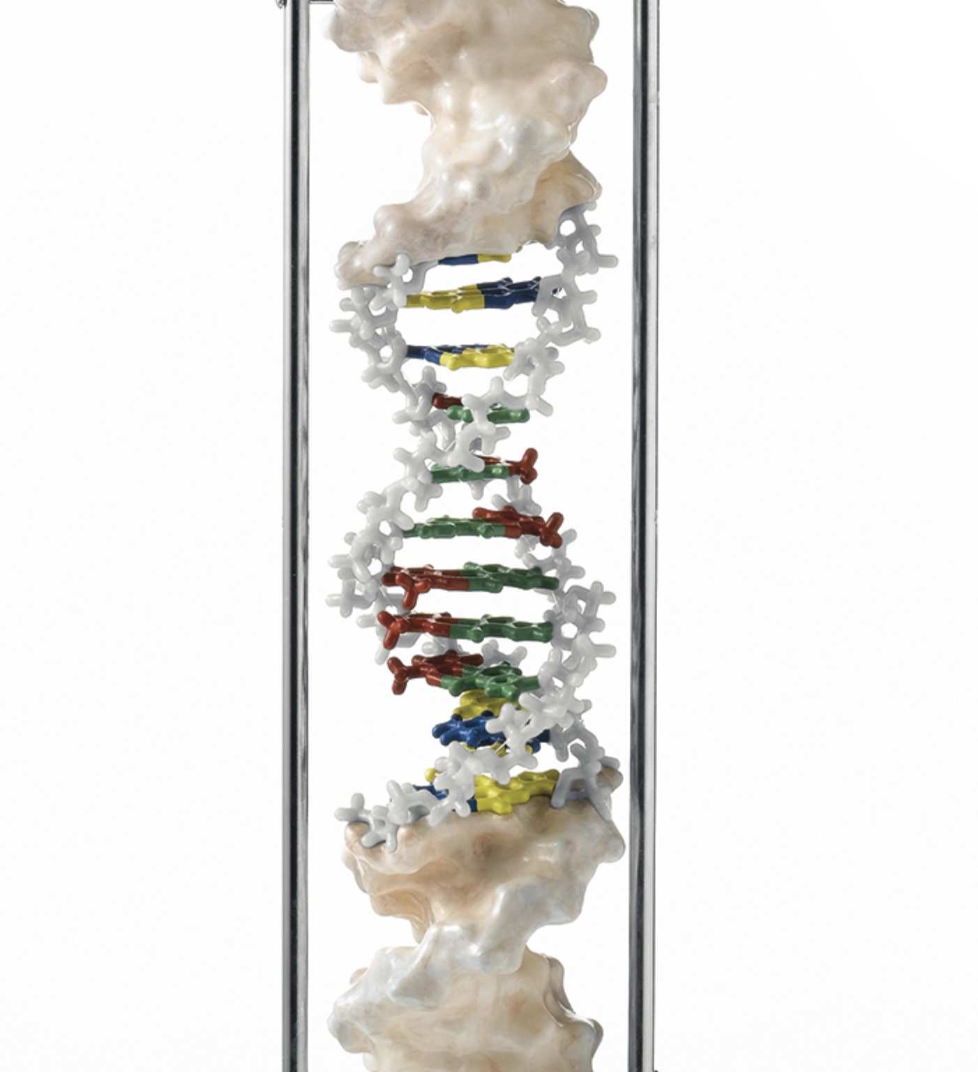 Eksklusiv og komplet model af DNA præsenteret på en roterende stander