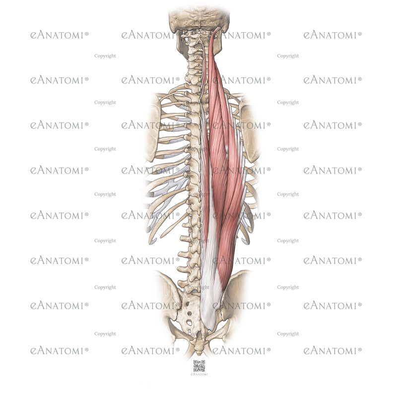 Digital illustration - M. erector spinae