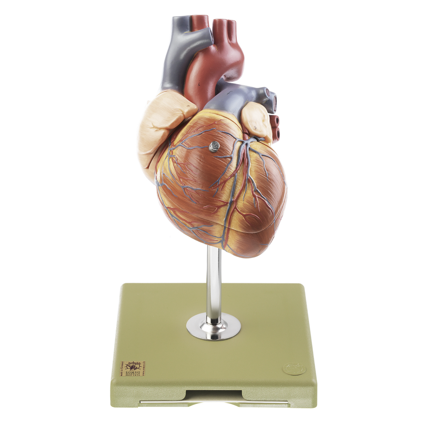ENLARGED and highly detailed heart model with the impulse conduction system