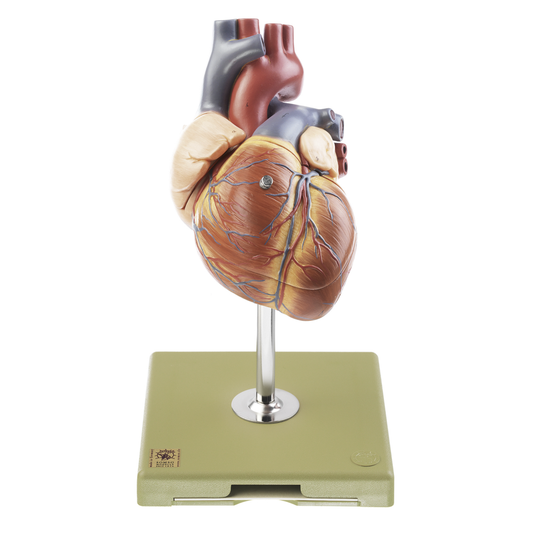FORSTØRRET og yderst detaljeret hjertemodel med impulsledningssystemet