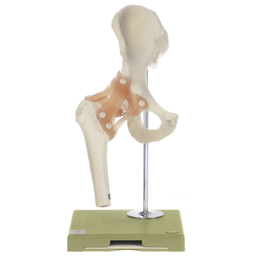 Flexibel höftmodell med ligament och mycket realistisk benvävnad