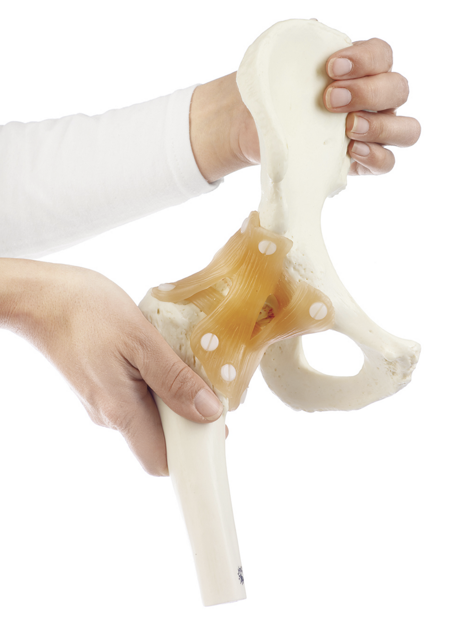 Flexible hip model with ligaments and extremely realistic bone tissue