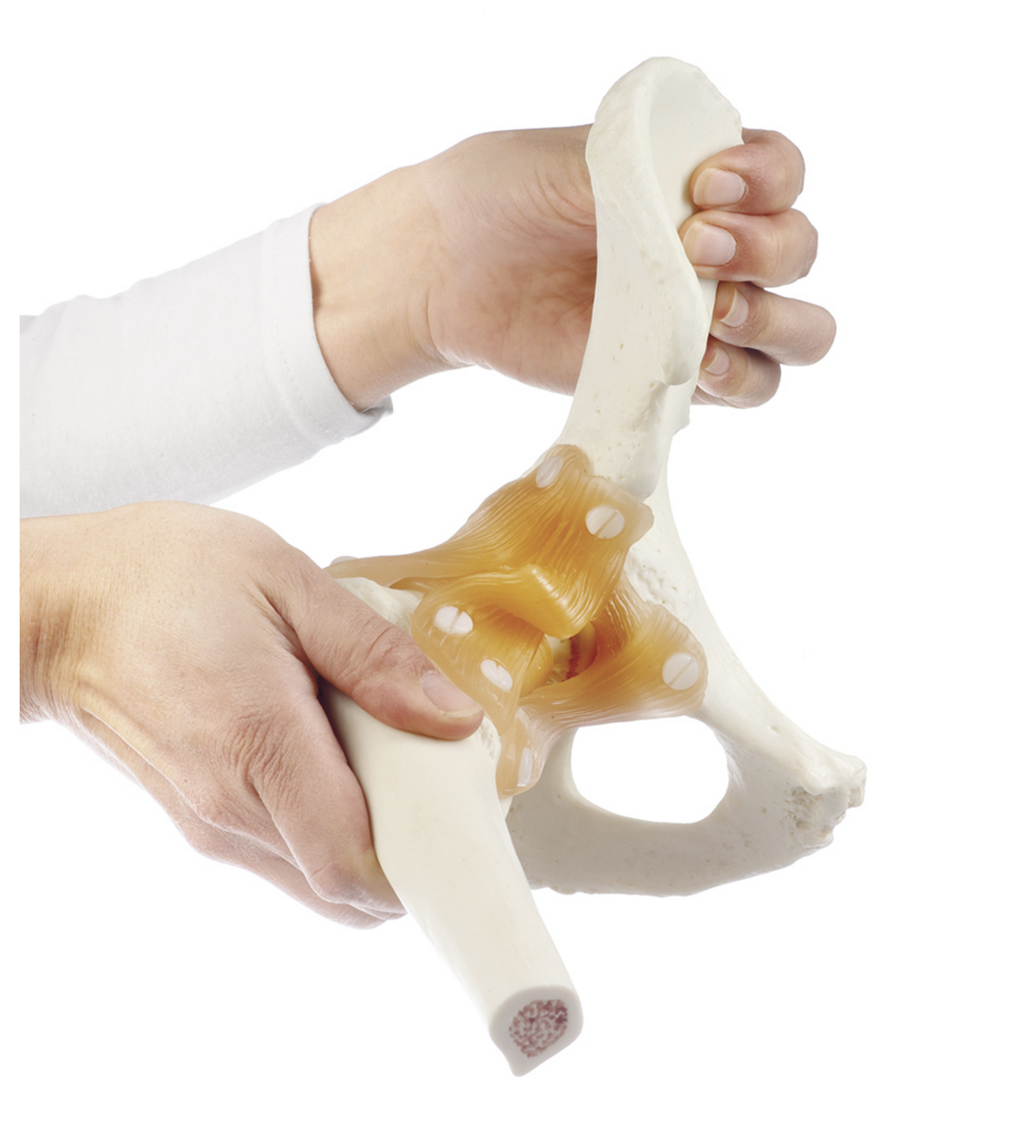 Flexible hip model with ligaments and extremely realistic bone tissue