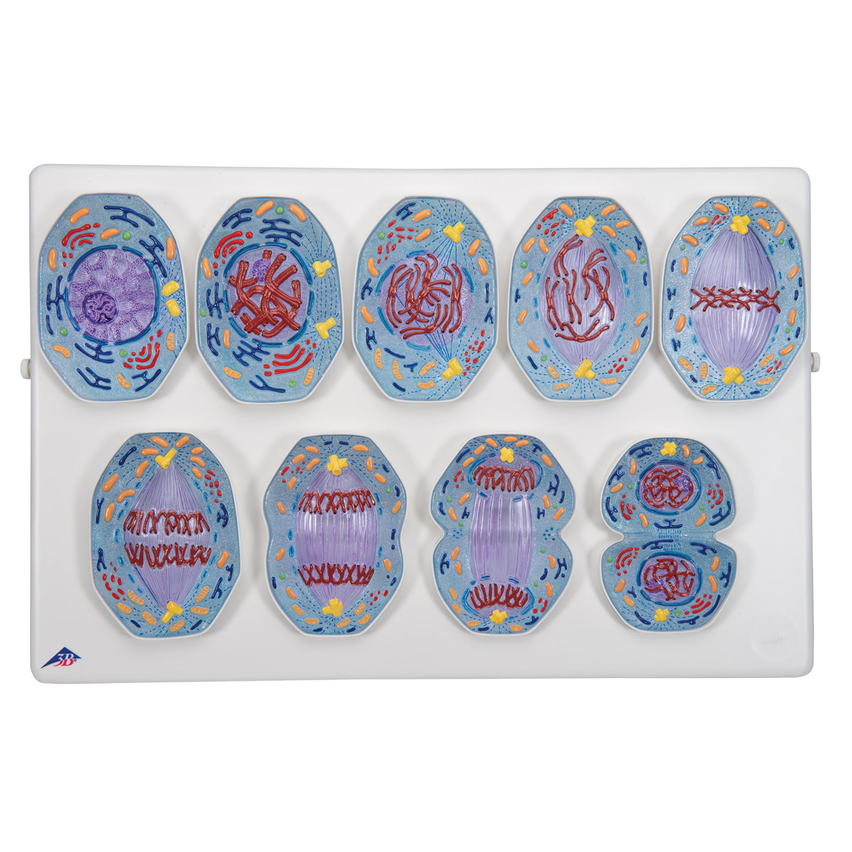 Flexible model of the phases of mitosis