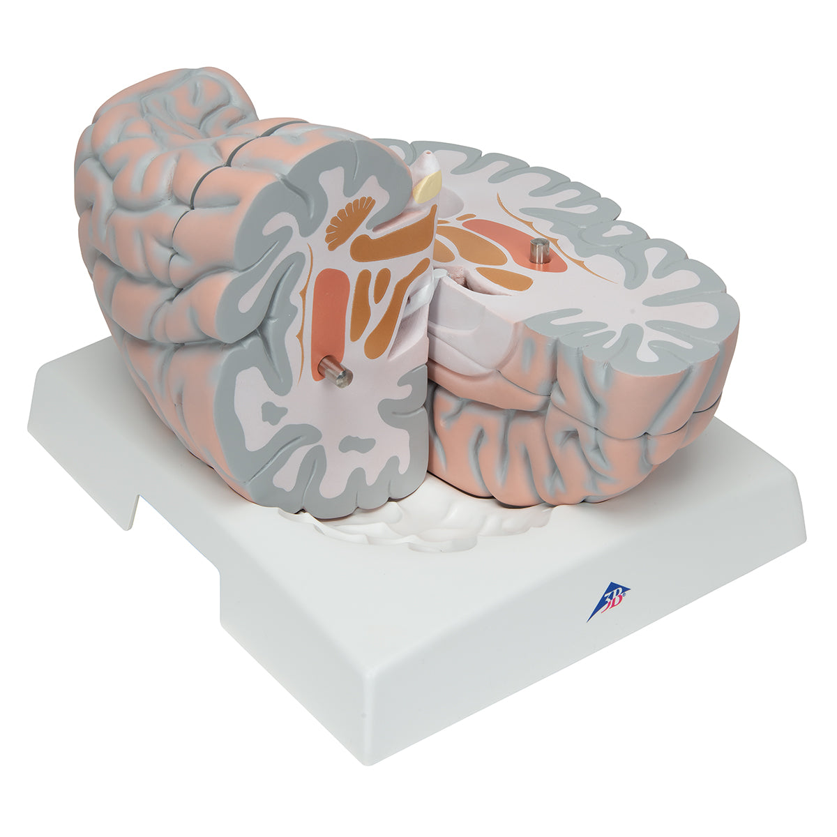 Giant brain model in 14 parts