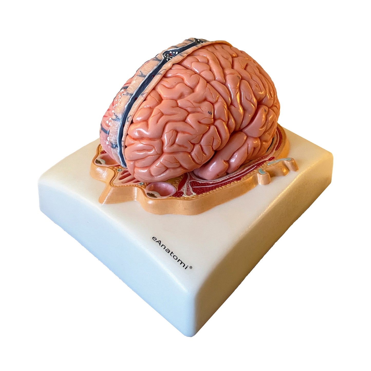 Brain model in 6 parts